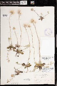 Antennaria howellii subsp. petaloidea image