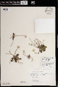 Antennaria howellii subsp. petaloidea image