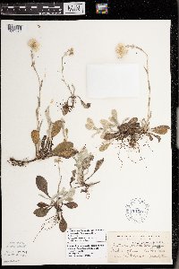 Antennaria parlinii subsp. fallax image