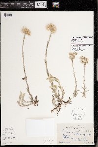 Antennaria parlinii subsp. fallax image