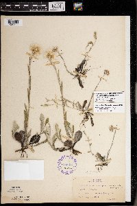 Antennaria neglecta image
