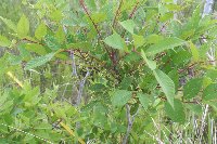 Toxicodendron vernix image