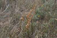 Cuscuta pentagona image