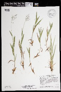 Dichanthelium depauperatum image