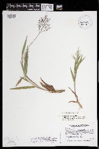 Dichanthelium scribnerianum image