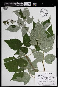 Rubus occidentalis image