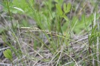 Carex richardsonii image
