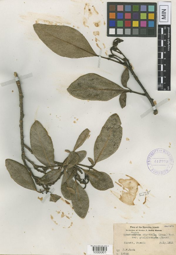 Zanthoxylum dipetalum var. geminicarpum image