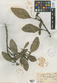 Media resource of Zanthoxylum dipetalum