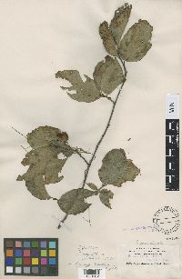 Fagus grandifolia image