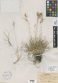 Festuca rubra image