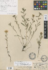 Grindelia hirsutula image