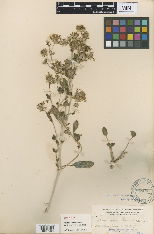 Abronia bakeri image