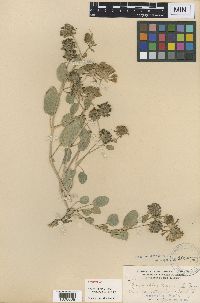 Abronia bakeri image