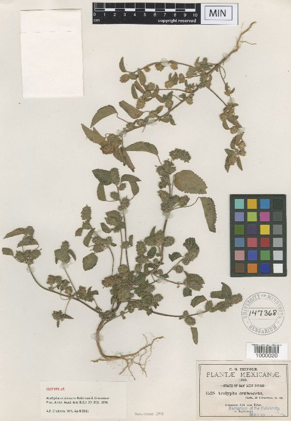 Acalypha erubescens image