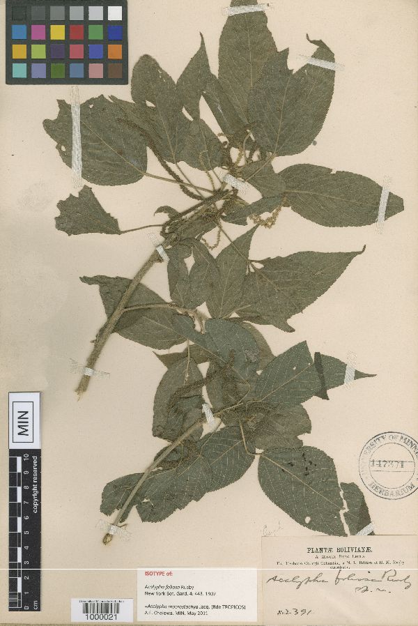 Acalypha macrostachya image