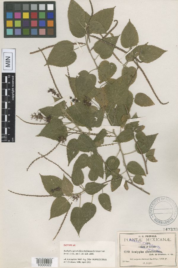 Acalypha trachyloba image
