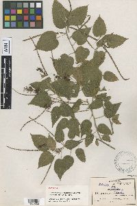 Image Associated With the Occurrence