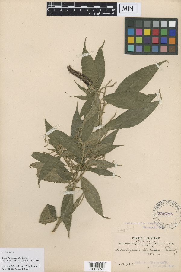Acalypha stenoloba image