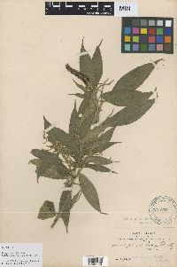 Image Associated With the Occurrence