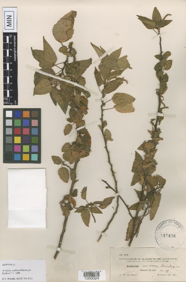 Acalypha umbrosa image