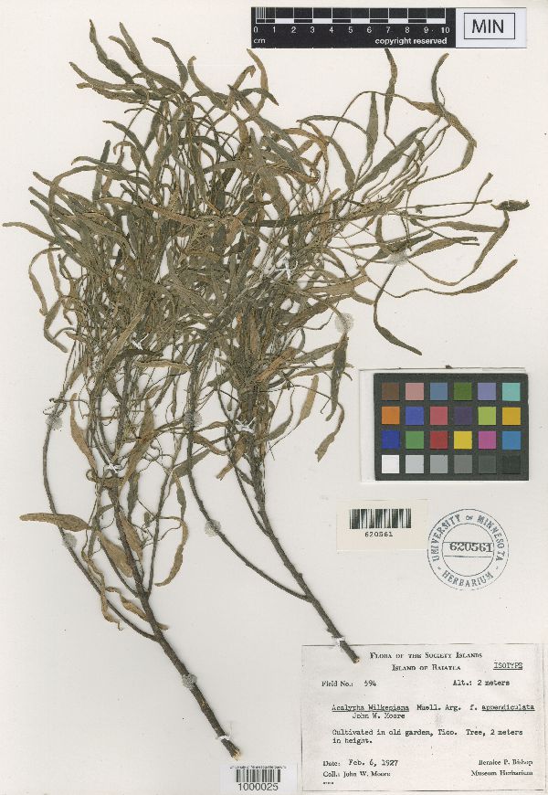 Acalypha amentacea image