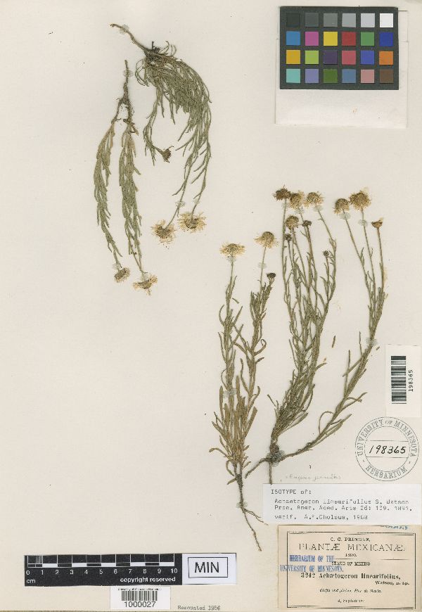 Achaetogeron linearifolius image