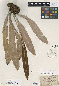 Media resource of Acrostichum helleri