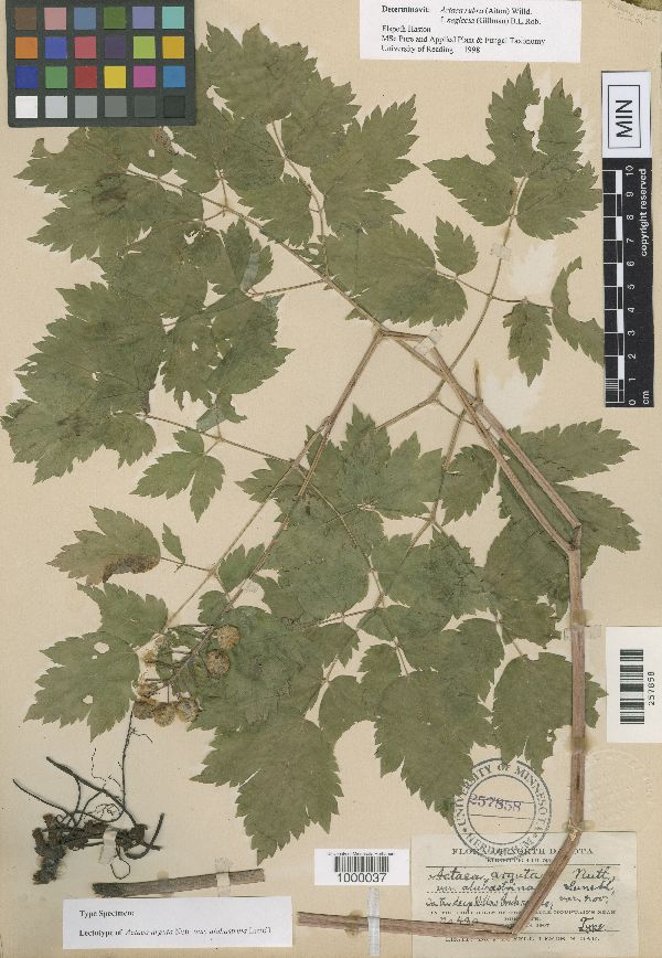 Actaea rubra image