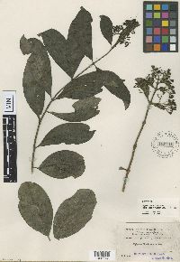 Image of Aegiphila perplexa