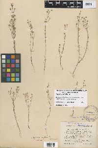 Image of Agalinis decemloba