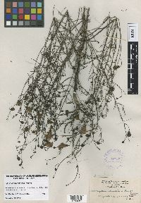 Image of Agalinis edwardsiana