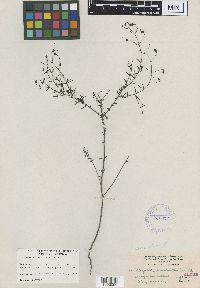 Image of Agalinis homalantha