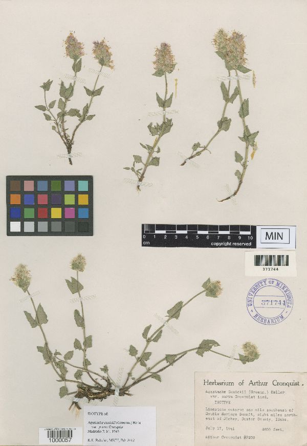 Agastache cusickii image