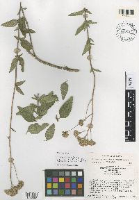 Ageratum corymbosum image