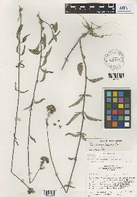 Ageratum corymbosum image