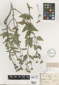 Ageratum corymbosum image