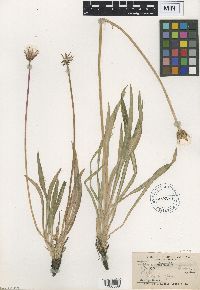 Agoseris glauca var. glauca image