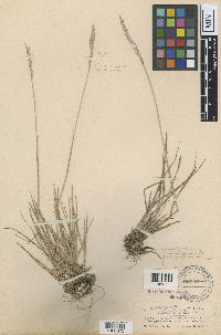 Elymus trachycaulus subsp. trachycaulus image