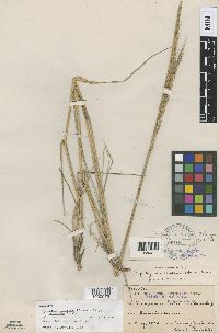 Elymus trachycaulus image