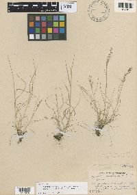 Agrostis mertensii image