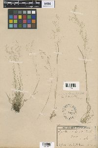 Agrostis idahoensis image
