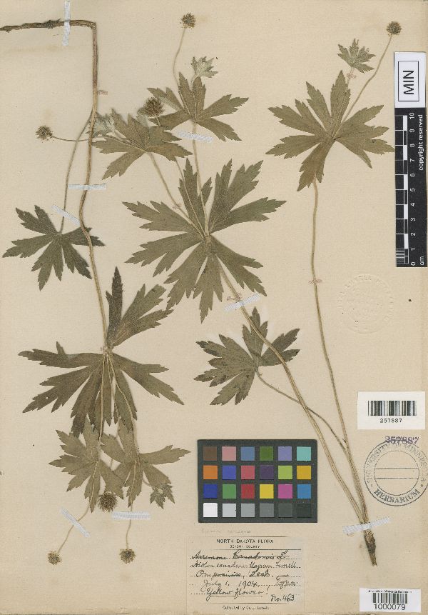 Anemone canadense image