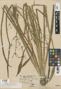 Media resource of Alisma gramineum