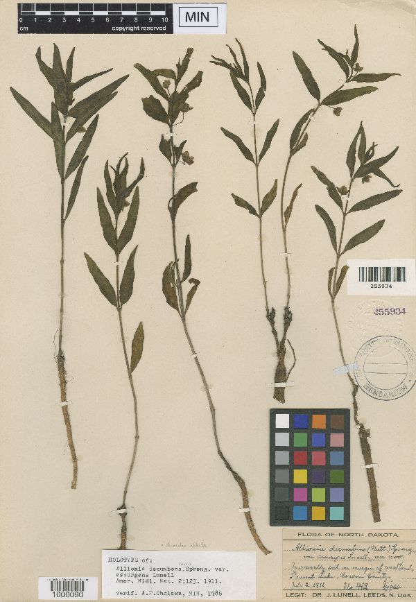 Mirabilis linearis var. linearis image