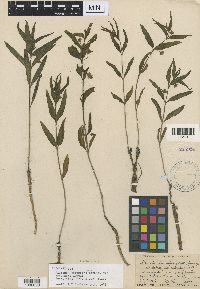 Media resource of Mirabilis linearis