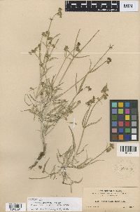 Mirabilis linearis image