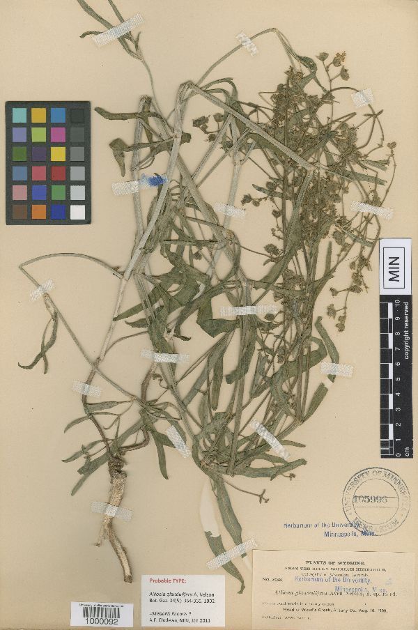 Mirabilis linearis image