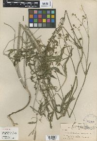 Mirabilis linearis image