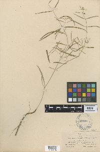 Media resource of Mirabilis coccinea